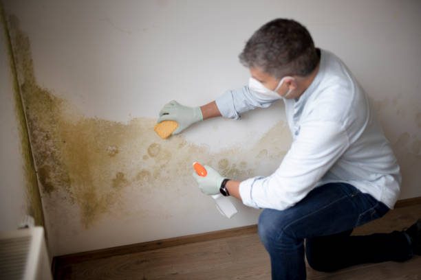  Strathmore, NJ Mold Removal Pros
